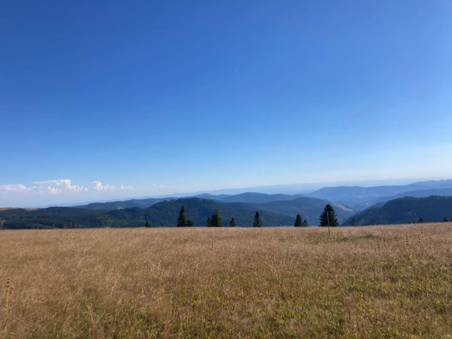 Feldberg Apartment - Direkt An Der Skipiste - Mit Sauna Exteriör bild
